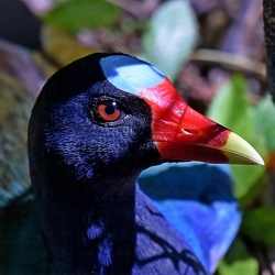 Gruiformes (Coots and Rails)