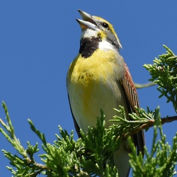 Cardinalidae