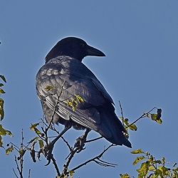 Corvidae