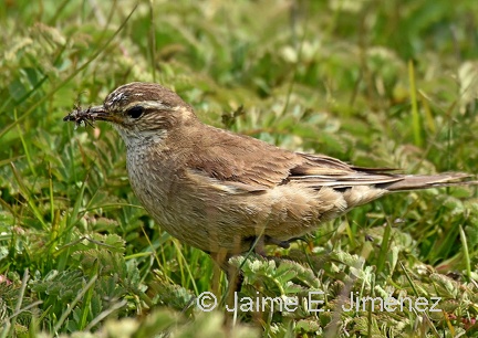 Buff-winged Cinclodes