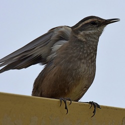 Furnariidae