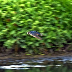 Hirundinidae