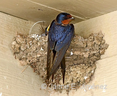 Barn Swallow nest