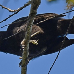 Icteridae