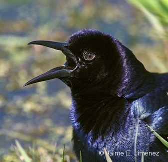 Great-tailed Grackle male