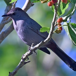 Mimidae