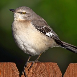 Passeriformes (Songbirds)