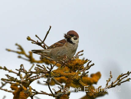 Eurasian Tree Sparrow