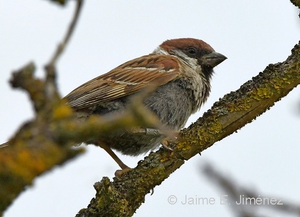 Eurasian Tree Sparrow note band
