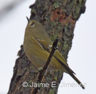 Ruby-crowned Kinglet