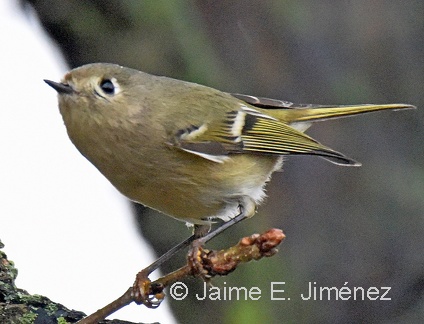 Ruby-crowned Kinglet