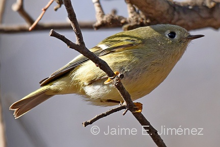 Ruby-crowned Kinglet