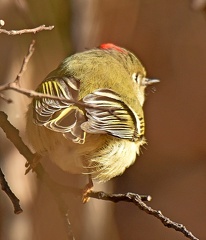 Ruby-crowned Kinglet