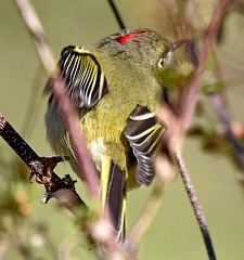 Ruby-crowned Kinglet