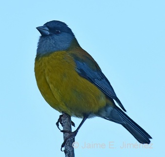 Patagonian Sierra Finch male