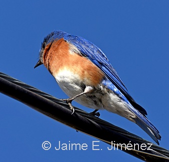 Eastern Bluebird