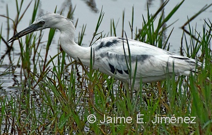 Little Blue Heron juvenile