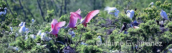 Roseate Spoonbills
