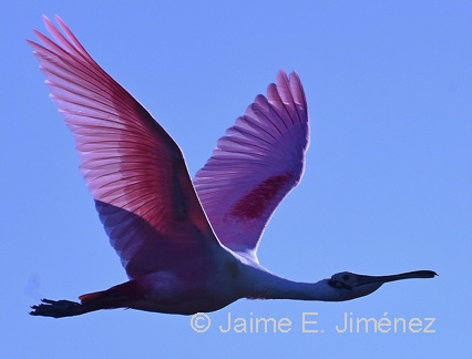 Roseate Spoonbill