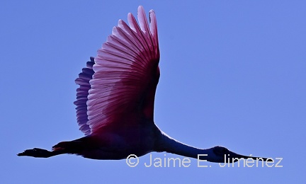 Roseate Spoonbill