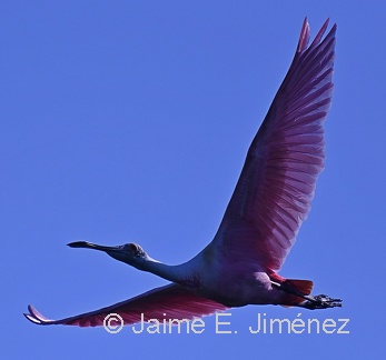 Roseate Spoonbill
