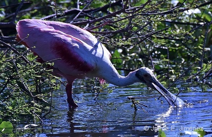 Roseate Spoonbill