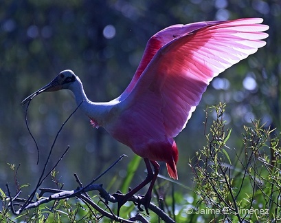 Roseate Spoonbill