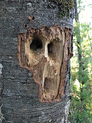 Magellanic Woodpecker drills