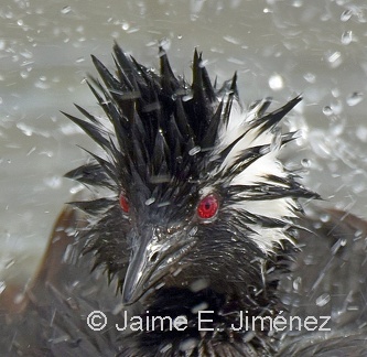 White-tufted Grebe