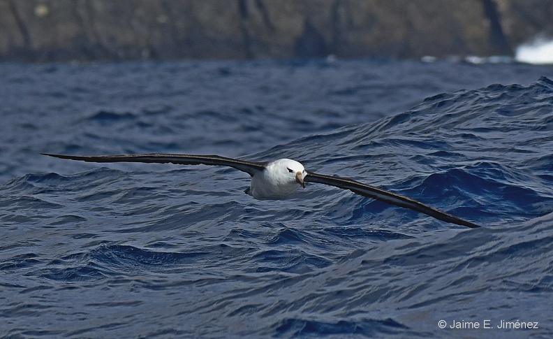 Black-browed_Albatross_Thalassarche_melanophris_Juan_Fernandez_Chile.jpg