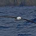 Black-browed Albatross