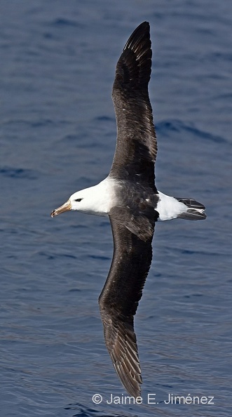Black-browed_Albatross_Thalassarche_melanophris_Juan_Fernandez_Chile_2.jpg