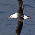Black-browed Albatross