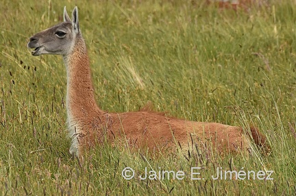 Guanaco