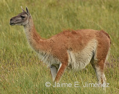 Guanaco