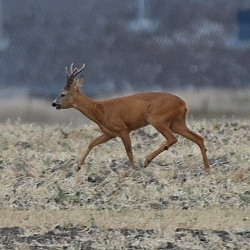 Artiodactyla (Deer and Boars)