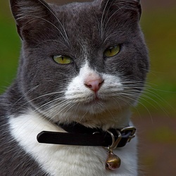 Carnivora (Foxes, Bobcats, Weasels, Sea Lions, Otters and Skunks)