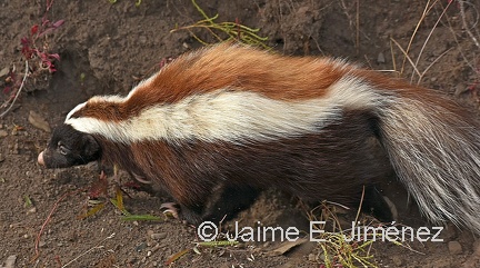 Humboldt s Hog-nosed Skunk