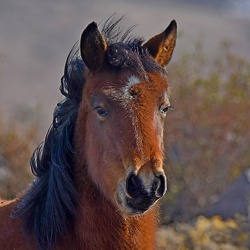 Perissodactyla (Horses)