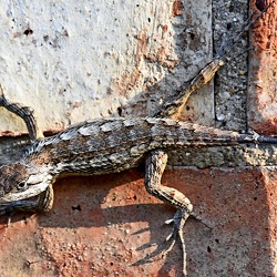 Vertebrata
