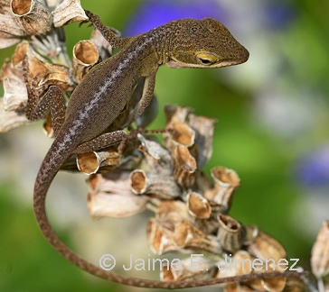 Green Anole