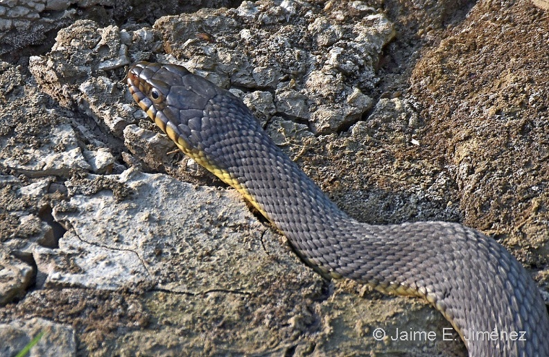 Plain-bellied_Water_Snake_Nerodia_erythrogaster_LLELA_TX.jpg