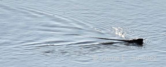 Plain-bellied Water Snake