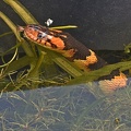 Broad-banded Watersnake