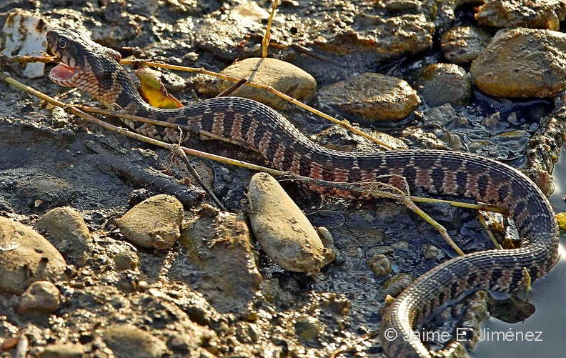 Broad-banded_Watersnake_Nerodia_fasciata_LLELA_TX_4.jpg