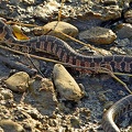 Broad-banded Watersnake