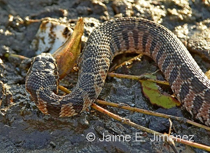Broad-banded Watersnake
