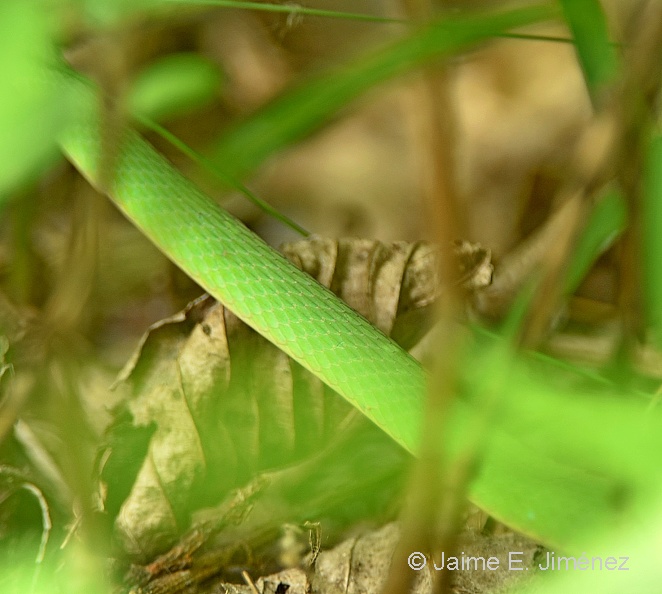 Rough_Green_Snake_Opheodrys_aestivus_Clear_Creek_TX.jpg