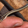 Orange-striped Ribbon Snake