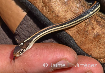 Orange-striped Ribbon Snake